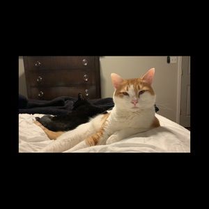 Meet your Posher, Misty